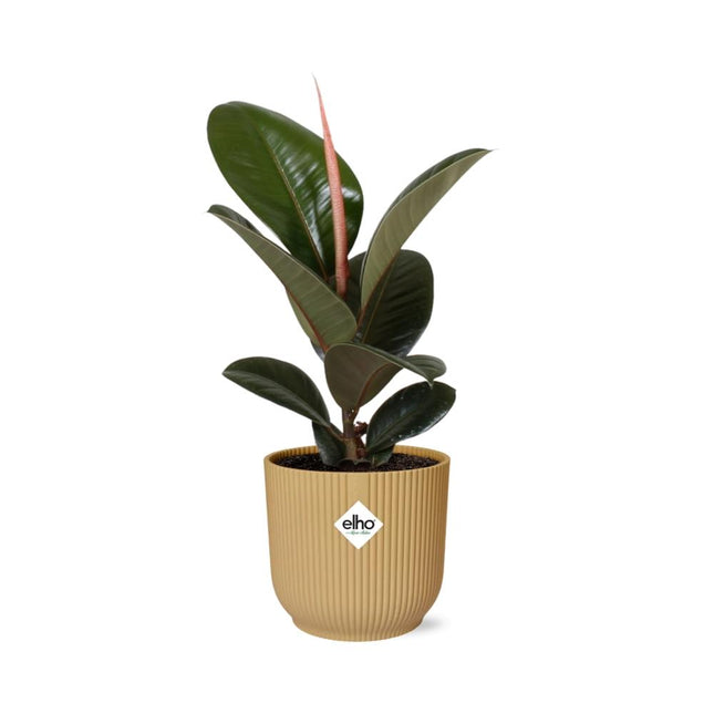 Ficus Elastica 'Robusta' in giallo elho Vibes Fold - Ø14cm