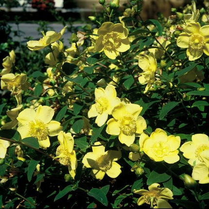 Hypericum 'Hidcote' - ↕10-25cm - Ø9cm - 12x