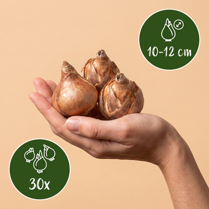 30x Narcissus Recurvus - Bloembollen - Witte fazantoog - Wit - Voorjaarsbloeier - Bolmaat 10/12
