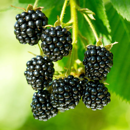 Rubus occidentalis Black Jewel - Bramenplant - Zwarte Braam - ↕50cm - Ø15cm - 2x