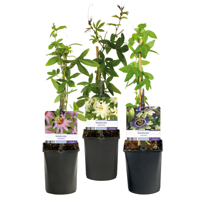 Passiflora Tricolour - Passiebloem - Bloem Roze Wit Paars - ↕40cm - Ø11cm - 3x