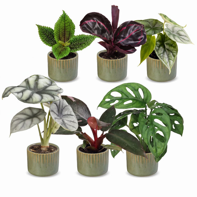 Babyplantdjungelmix - Diverse 6x - Tropisk - inkl. Linnea Olive - Ø6cm - ↕10-15cm