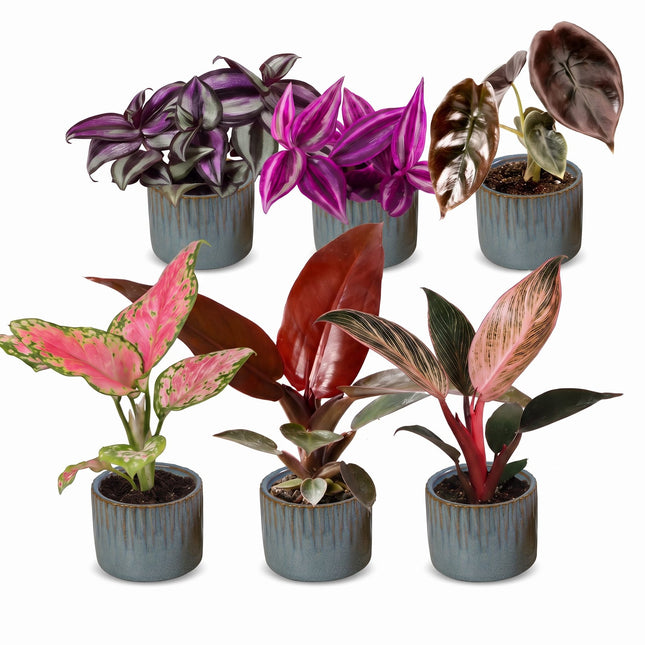 Baby Planten Paradise Mix - Diversen 6x - Tropisch - incl. Linnea Misty Blue - Ø6cm - ↕10-15cm