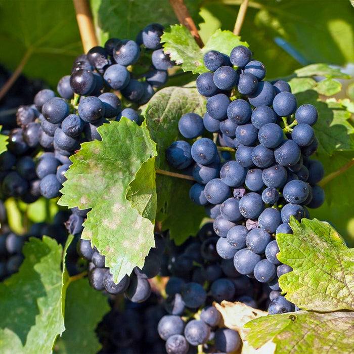 Fruitplant - Blauwe Druif - Vitis vinifera Regent - 2 planten - Pot 15cm Hoogte 50cm