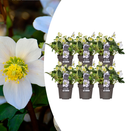 Helleborus niger 'Christmas Carol' – Christrose – ↕20 cm – Ø12 cm – 6 Stück