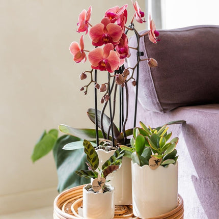 Kolibri Orchids | Combi Deal - 2 Zalmroze Phalaenopsis Orchideeën Niagara Fall Narbonne - Ø12 cm