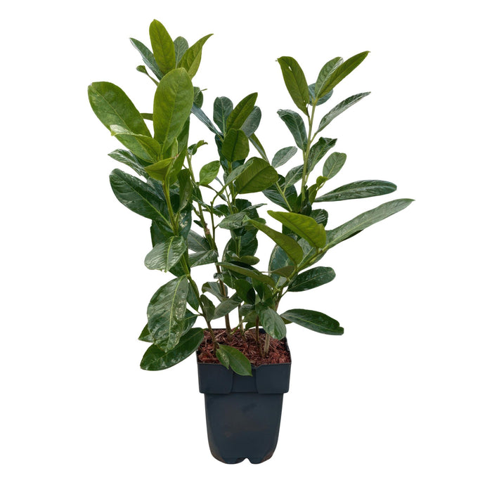 Haagplanten - Prunus laurocerasus Rotundifolia - blad groen - 6 planten - 1 strekkende meter - groenblijvend - pot 17cm hoogte 50cm