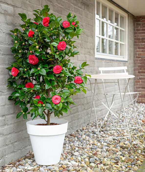Camellia Japonica 'Black Lace' - ↕65cm - Ø19cm
