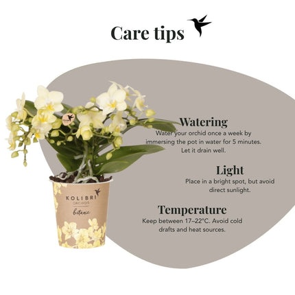 Kolibri Orchids | Gele Phalaenopsis Orchidee - Botanic Yellow in Shellfish Sierpot - Ø9 cm