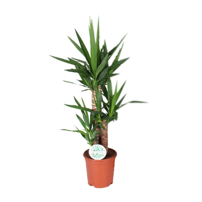 Yucca - ↕90cm - Ø21cm