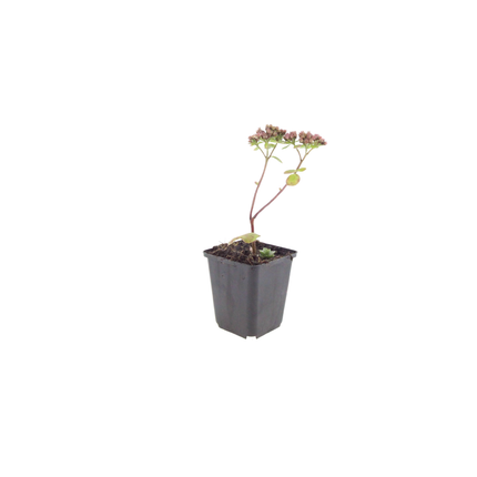 Sedum 'Matrona' - Hemelsleutel - ↕10-25cm - Ø9cm - 24x