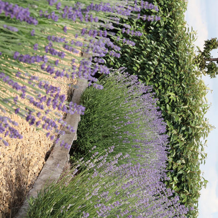 Lavendel Angustifolia - ↕15cm - Ø7cm - 48x