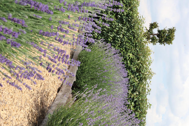 Lavendel Angustifolia - ↕15cm - Ø7cm - 48x