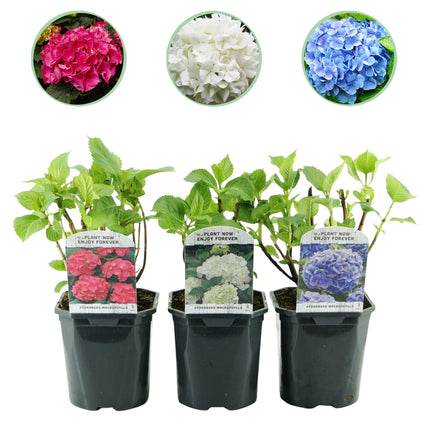 Hortensie (Hydrangea macrophylla Tricolor) – Blütenfarbe: Blau, Rosa und Weiß – 3 Pflanzen – Laubabwerfend – Pflegeleicht – Topf: 17 cm, Höhe: 30 cm