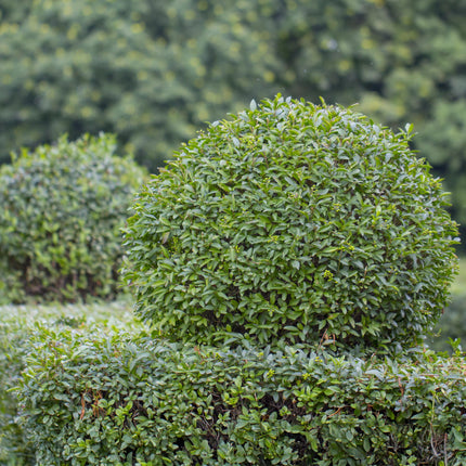 Ligustrum ovalifolium - green foliage - 6 plants - 1 linear meter - evergreen - 17cm pot height 55cm