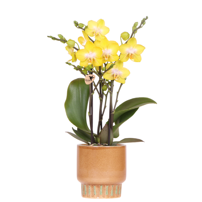 Kolibri Orchids | Gele Albenga orchidee + Bold Cognac sierpot – potmaat Ø9cm | bloeiende kamerplant – vers van de kweker