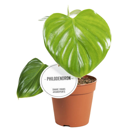 Philodendron Pittieri - ↕30cm - Ø12cm