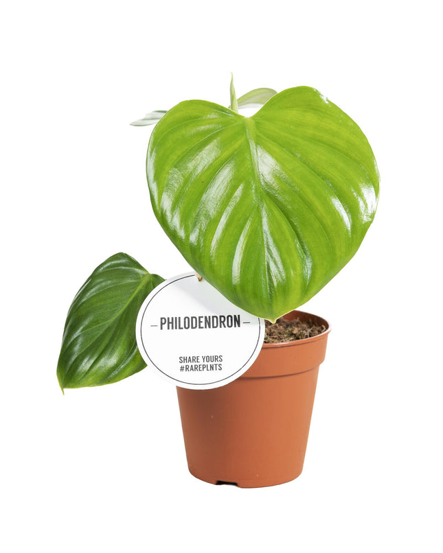 Philodendron Pittieri - ↕30cm - Ø12cm