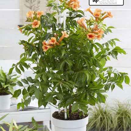 Campsis Indian Summer - Trompetbloem Oranje - ↕65cm - Ø15cm