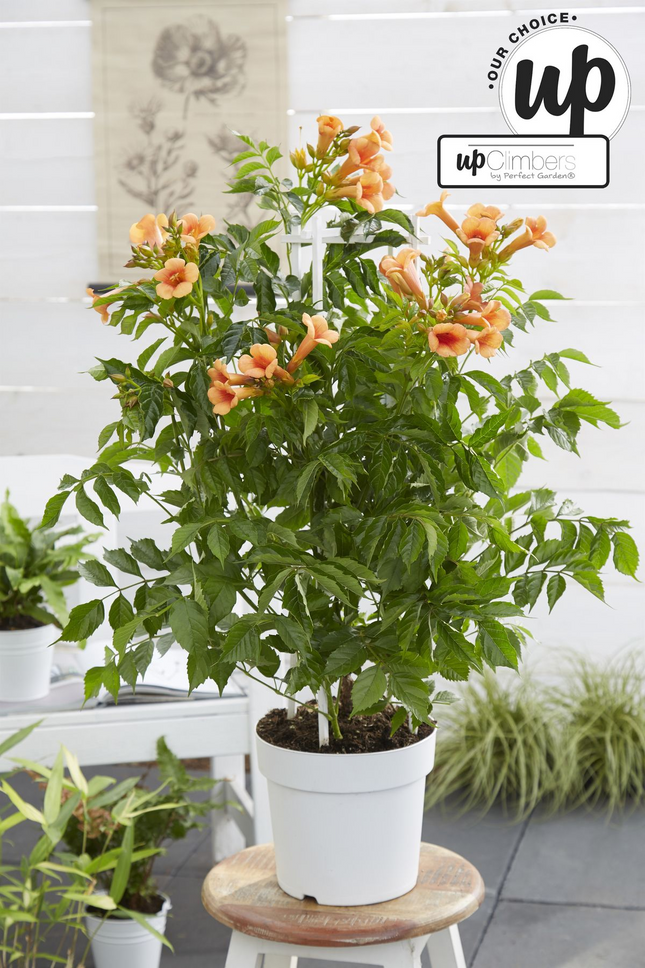 Campsis Indian Summer - Orange Trumpet Flower - ↕65cm - Ø15cm