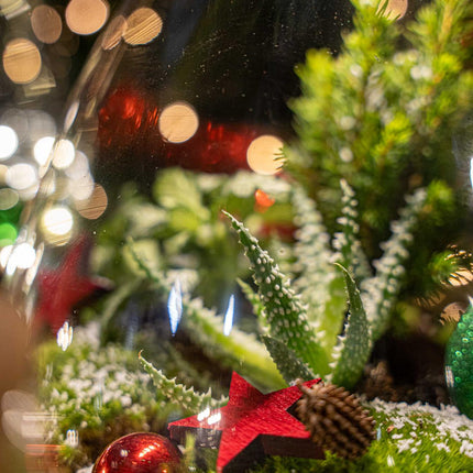 Frosty Christmas Terrarium - Plant Terrarium DIY Kit Christmas - Ø17cm - ↕25cm