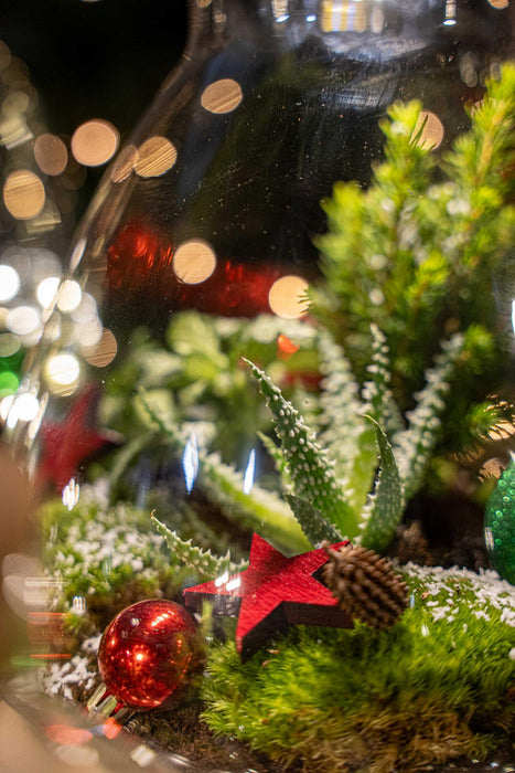 Frosty Kerstmis terrarium - Planten terrarium  DIY kit Christmas - Ø17cm - ↕25cm