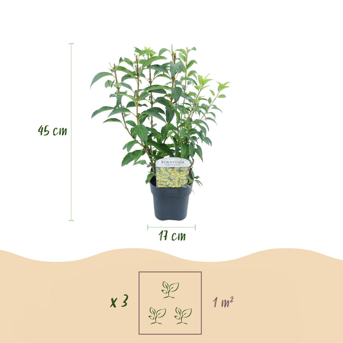 Heesters - Forsythia intermedia Goldrauch  - Bloem Geel - 1 Plant - Bladverliezend - Weinig Onderhoud - Pot 17cm Hoogte 45cm