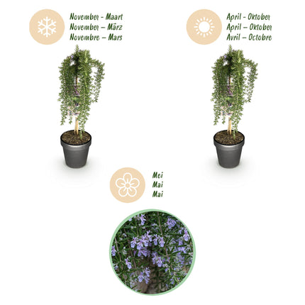 Rosmarinus officinalis Prostratus – Terrassenpflanze – immergrün – winterhart – violette Blume – Topf 19 cm, Höhe 90 cm