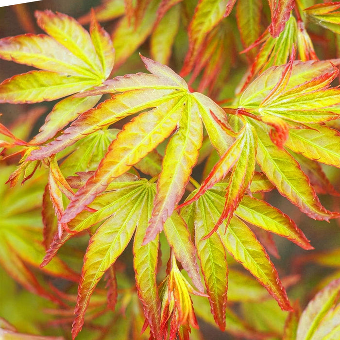 Japanse Esdoorn - Acer Palmatum Little Princess - Groen - ↕35cm - Ø12cm - 3x