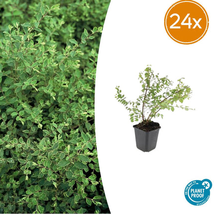 Symphoricarpos Chenaultii 'Hancock' - Sneeuwbes - ↕10-25cm - Ø9cm - 24x