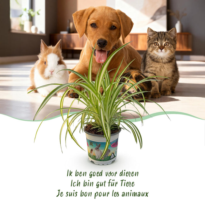 Chlorophytum comosum Variegatum - Bonte Graslelie - met witte plantenpot - ↕20cm - Ø12cm