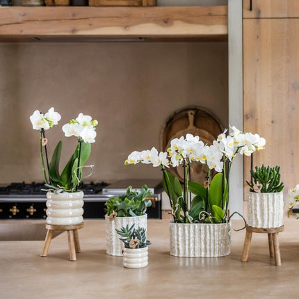 Kolibri Home | Oyster Twin sierpot - Ø18 cm