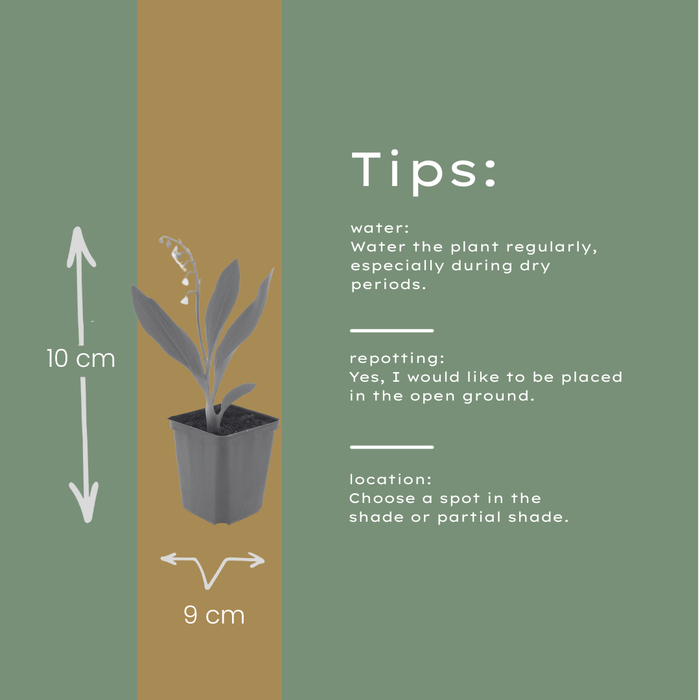 60x Convallaria majalis - ↕10-25cm - Ø9cm