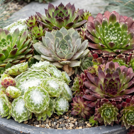 Sempervivum Big Sam - Ø7cm - ↕10-12cm - 6x