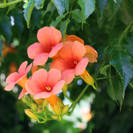 Flor de trompeta - Campsis Radicans Madame Galen - Flor naranja - ↕40cm - Ø11cm - 2x
