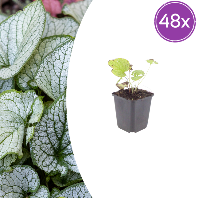 Brunnera macrophylla 'Jack Frost' - Nomeolvides del Cáucaso - ↕10-25cm - Ø9cm - 48x
