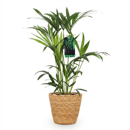 Howea Forsteriana - Kentia Palm - with Basket - ↕80-85cm - Ø19cm