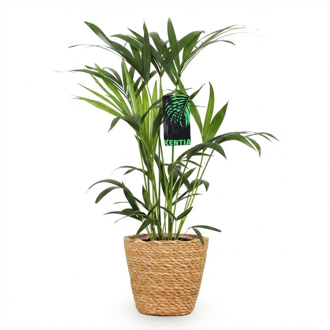 Howea Forsteriana - Palma Kentia - con cestino - ↕80-85cm - Ø19cm