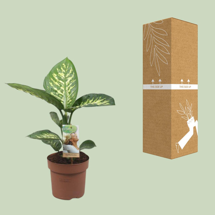 Dieffenbachia Tropic Snow - ↕60cm - Ø17cm