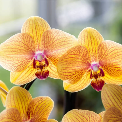 Kolibri Orchids | Combi Deal - 4 Oranje-Roze Phalaenopsis Orchideeën Niagara Fall Sunny Bunny - Ø12 cm