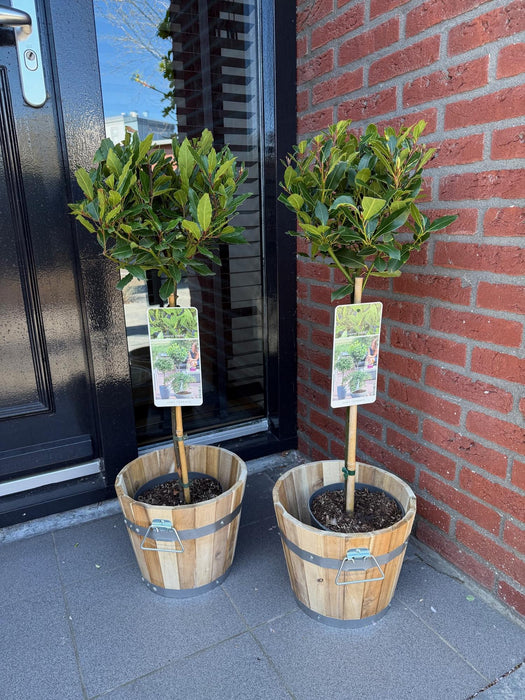 Tuinplant - Laurus nobilis - Plant op stam - Terras Plant - Bladhoudend - Weinig Onderhoud - Pot 19cm Hoogte 90cm