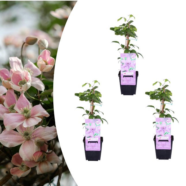 Clematis ‘Hagley Hybrid’ 3x – P9 pot – prachtige roze bloeiende klimplant