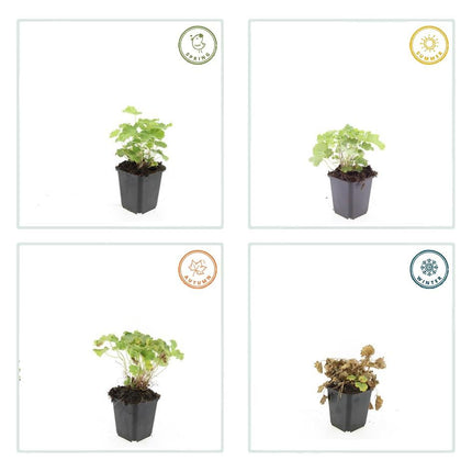 Alchemilla mollis - Vrouwenmantel - ↕10-25cm - Ø9cm - 48x