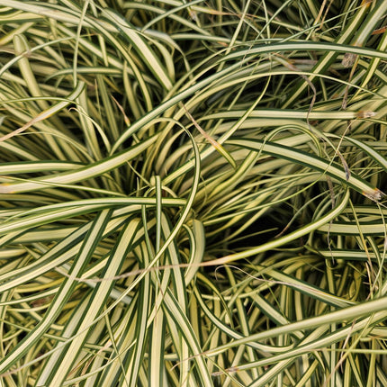Carex oshimensis 'Evergold' - Zegge - ↕10-25cm - Ø9cm - 48x