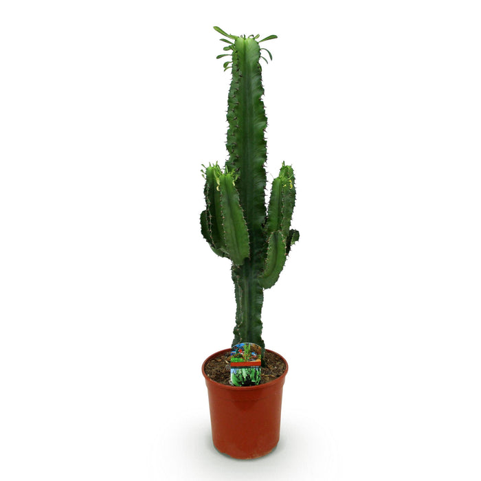 Euphorbia Eritrea - Afrikaanse melkboom - ↕70cm - Ø19cm