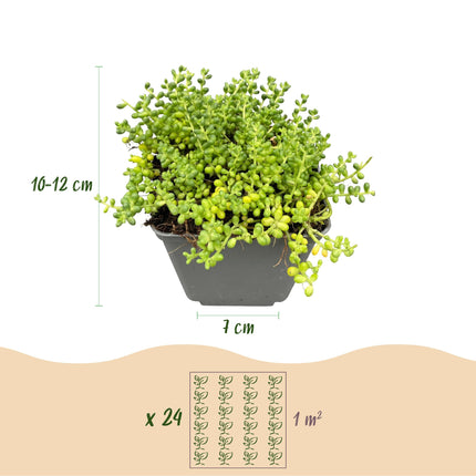 Alpine mix - Ø7cm - ↕10-12cm - 6x