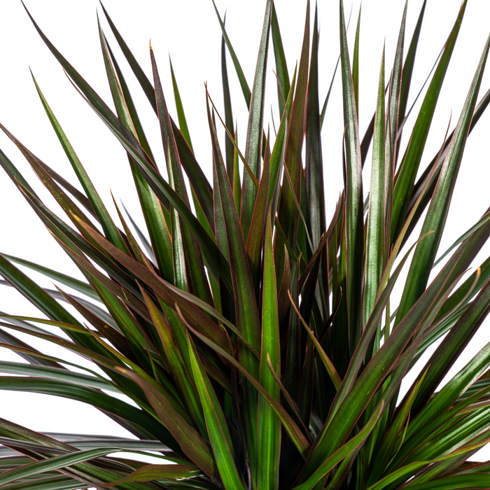 Dracaena Marginata Magenta met mand Ø24cm - ↕130 - 150cm