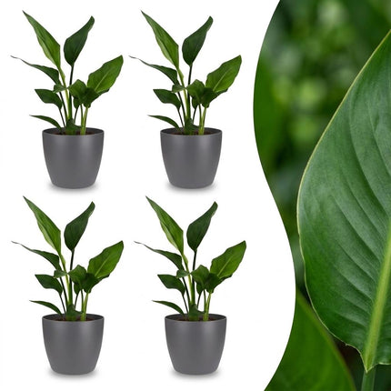 Strelitzia Reginea - Paradijsvogelplant - 4x - met Potter Grijs - Pot 12cm - Hoogte 35cm