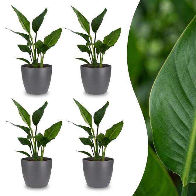 Strelitzia Reginea - Roślina rajskiego ptaka - 4x - z szarą ceramiką - doniczka 12 cm - wysokość 35 cm