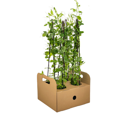 Lathyrus Odoratus - ↕60cm - Ø13 cm - 4x